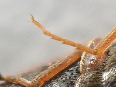 Horistonotus gracilis