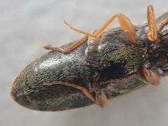 Horistonotus gracilis