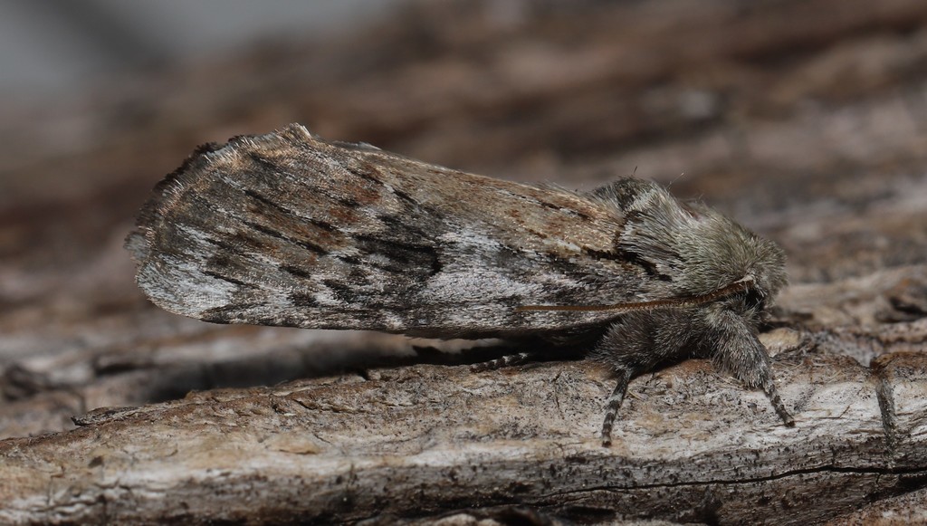 Oedemasia leptinoides