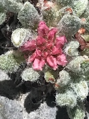 Eriogonum holmgrenii