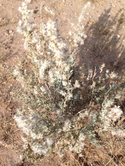 Baccharis angustifolia