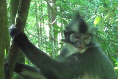 Presbytis thomasi