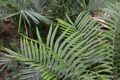 Zamia pumila