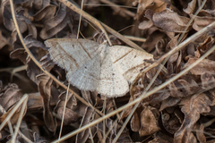 Petrophora subaequaria
