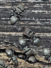 Cephalotes goniodontus