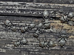 Cephalotes goniodontus