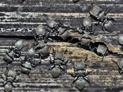 Cephalotes goniodontus