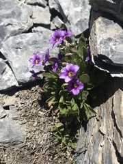 Primula nevadensis