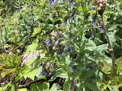 Mertensia paniculata