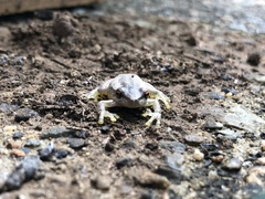 Litoria quiritatus