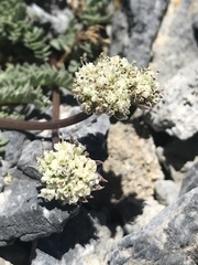 Lomatium nevadense