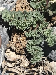 Lomatium nevadense