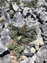 Lomatium nevadense
