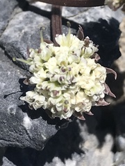 Lomatium nevadense