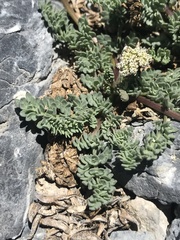 Lomatium nevadense