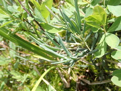 Andromeda polifolia latifolia