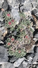 Eriogonum holmgrenii