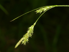 Carex hirtifolia