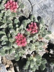 Eriogonum holmgrenii