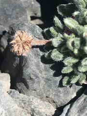 Eriogonum holmgrenii