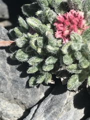 Eriogonum holmgrenii
