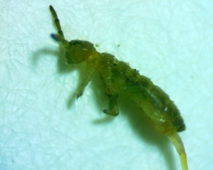 Isotomurus tricolor