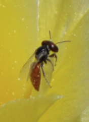 Macrotera