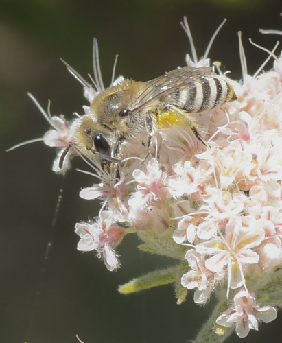 photo of Cellophane Bees (Colletes)