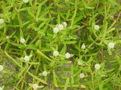 Blutaparon vermiculare