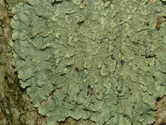 Crespoa crozalsiana