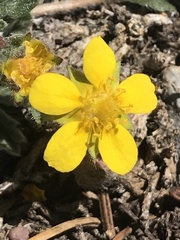 Potentilla concinna