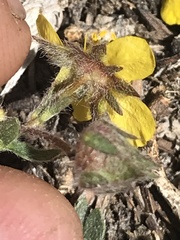 Potentilla concinna