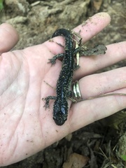 Plethodon chattahoochee
