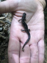 Plethodon chattahoochee