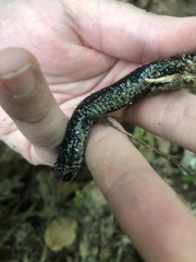 Plethodon chattahoochee