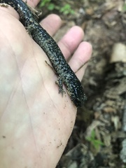 Plethodon chattahoochee