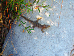 Podarcis pityusensis