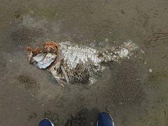 Sciaenops ocellatus