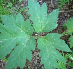 Phytomyza spondylii group