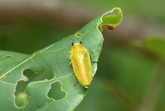 Philocteanus