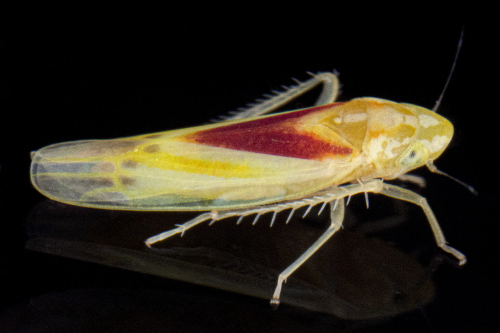 Erythridula victorialis