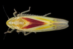 Erythridula victorialis