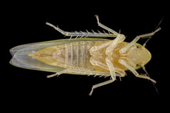 Erythridula victorialis