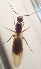 Camponotus inaequalis