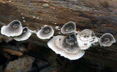 Poronidulus conchifer image