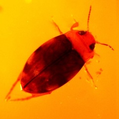 Bidessini