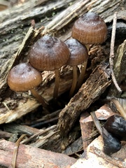 Mycena mulawaestris