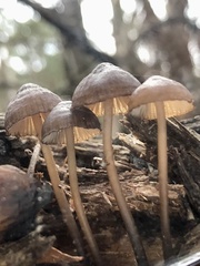 Mycena mulawaestris