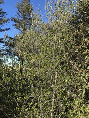Cercocarpus betuloides blancheae