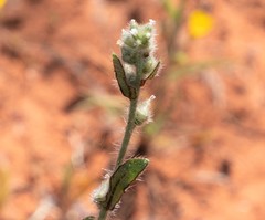 Plagiobothrys arizonicus